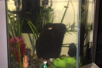 Aquarium 20L équipé