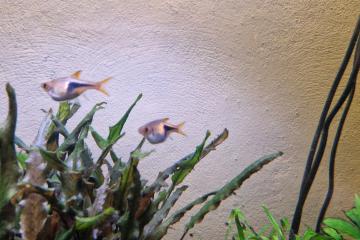 Don Rasbora arlequin