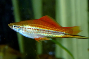 Don de poissons porte épée