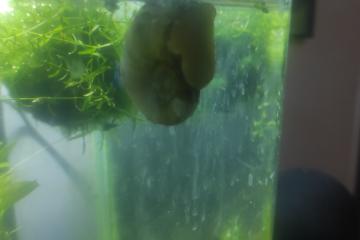 Escargot Belier à donner