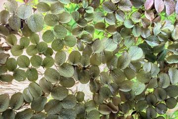 Salvinia Natans - Plante Flottante d'Aquarium ou Bassin