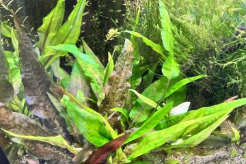 Cryptocoryne Wendtii - Plante d'Aquarium