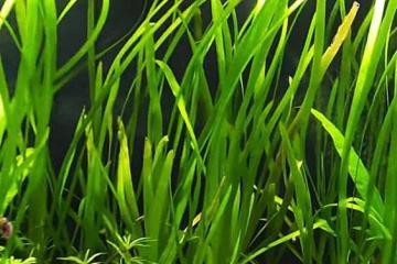 Vallisneria Spiralis - Plante d'Aquarium