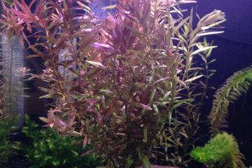 Rotala Red - Plante d'Aquarium