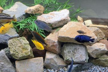 Poisson cichlidé malawi