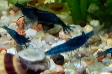 Crevettes bleues velvet