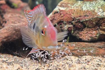 Geophagus red head tapajos