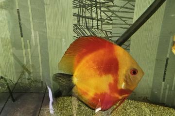 Discus