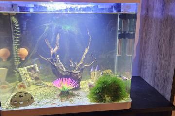 Crevettes d'aquarium rouge et transparente