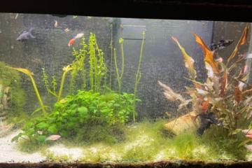 Molly, Platy, Ancistus, Escargot Assassin