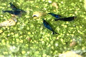 Crevettes Blue dream OE ( yeux oranges)