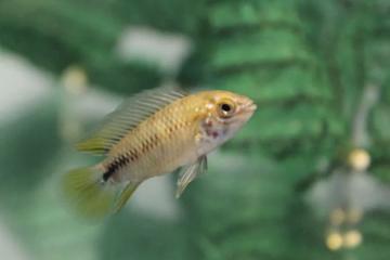 Apistogramma borelli
