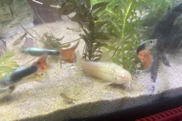 Guppy, et corydoras panda, albinos