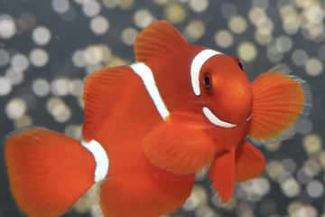 Poisson-clown épineux