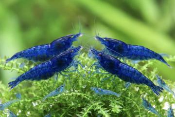 Néocaridina Blue Dream - Blue Velvet foncé