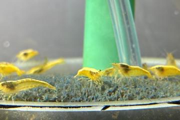 Crevette yellow gold