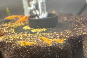 Crevette orange Sunkist