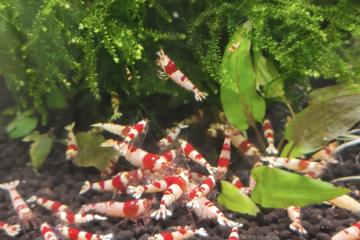 Crevettes crystal red