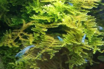 Crevette aquarium blue jelly