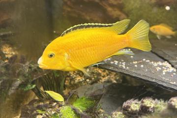 Cichlidés labido jaune