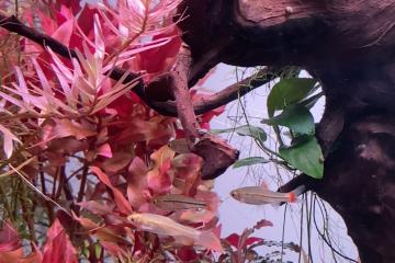 Rasbora rubrodorsalis