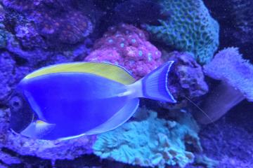 Poisson aquarium Acanthurus leucosternon 15cm