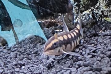 Donne 4 crevettes, 1 ancistrus, 1 loche naine