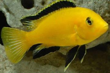 Labidochromis caeruleus cichlidé lac malawi