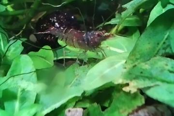 Crevette Caridina Malawa