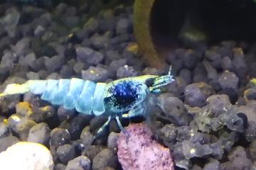 Taiwan bee Blue Bolt