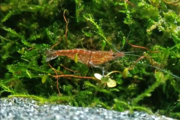 Crevettes NEOCARIDINA red cherry