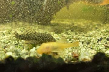 A DONNER ANCISTRUS COULEUR BRUNE