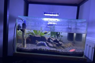 Don de poissons + Aquarium 25 L à vendre (Reims)