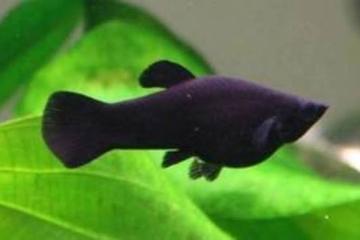 Platy noir mal et femelle don