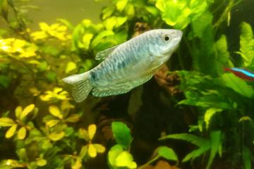 Gourami bleu taille L