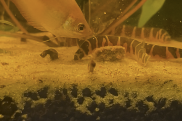 Don gourami miel mâle