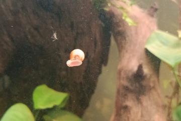 Planorbes rose de toute taille