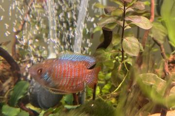 Don Gourami mâle et deux femelles