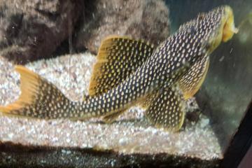 Scobiancistrus Aureatus L014 adulte 20 cm