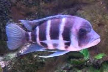 Cyphotilapia frontosa Mpimbwe male 15 cm