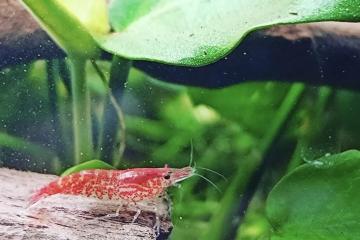 Don crevettes Red cherry