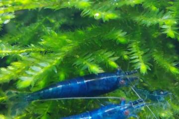 Crevette neocaridina "blue velvet" juvéniles