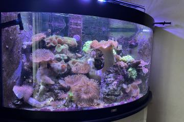 AQUARIUM D'ANGLE JUVEL 280L COMPLET