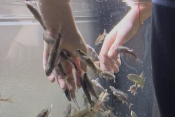 Carpe turque en lot de 10 poisson