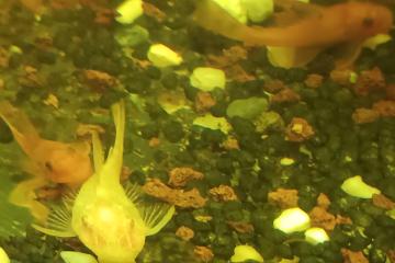 Ancistrus divers