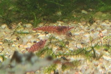 Crevettes rouges neocaridina
