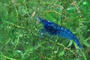 Crevettes bleues blue velvet