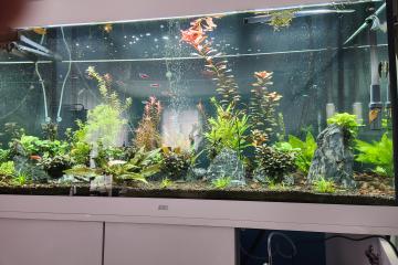 Vend poisson d'eau douce