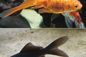 Donne 2 poissons rouges