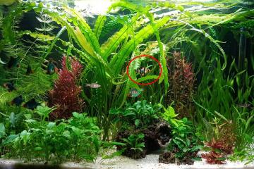 Barbus de Sumatra tetrazona